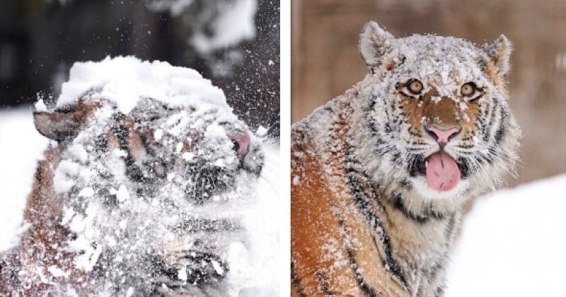 Cette photographe a immortalisé le moment parfait où un tas de neige tombe sur la tête d'un tigre