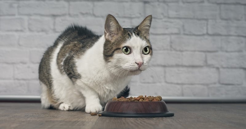 Attention, des croquettes pour chats dangereuses à l'origine d'intoxications et décès ont été rappelées d'urgence