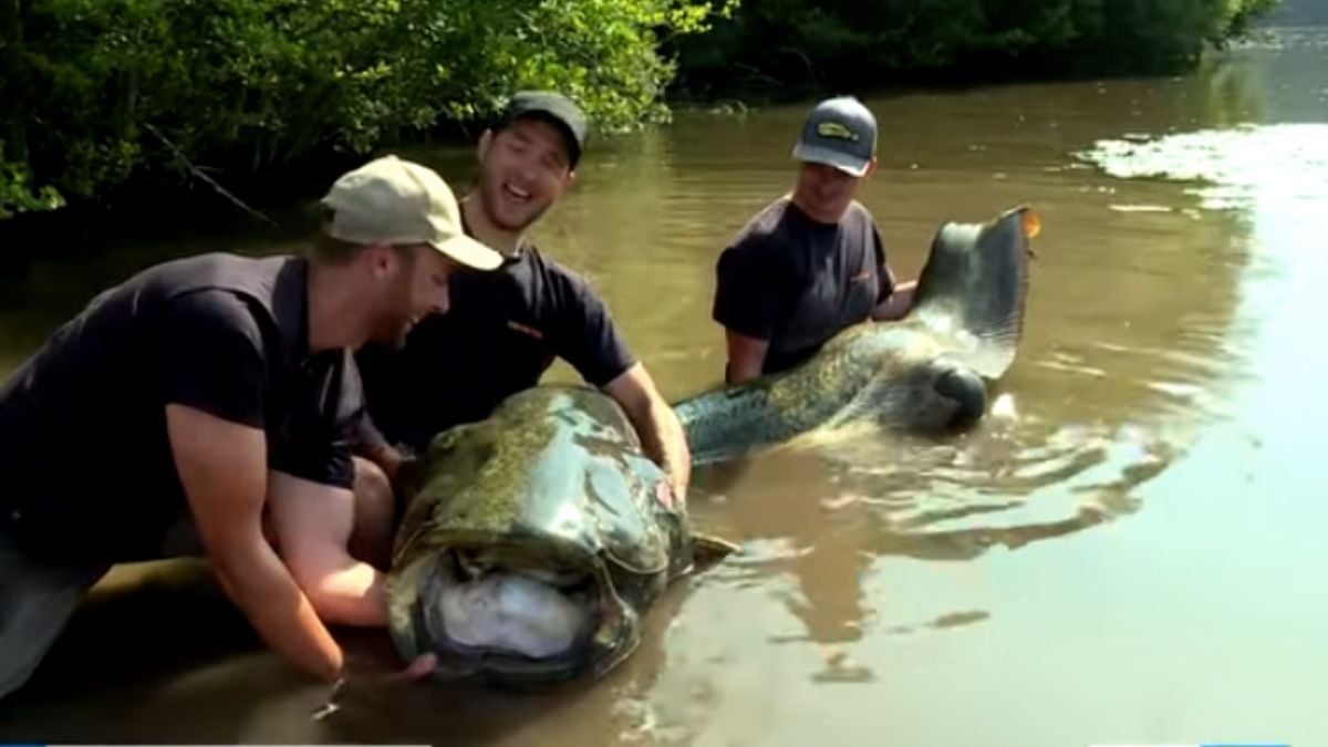 Ils pêchent un silure géant de... 2,75 mètres pour 140 kg et battent le record de France