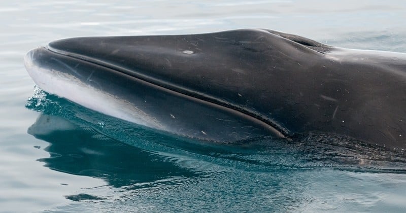 Pour donner un second souffle à la chasse à la baleine tombée en disgrâce, la Norvège tente d'augmenter de près de  30% le nombre de baleines à tuer...