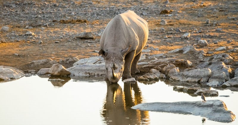 Zoo de Pont-Scorff : Jacob serait mort de « faim » et de fatigue à cause de sa captivité