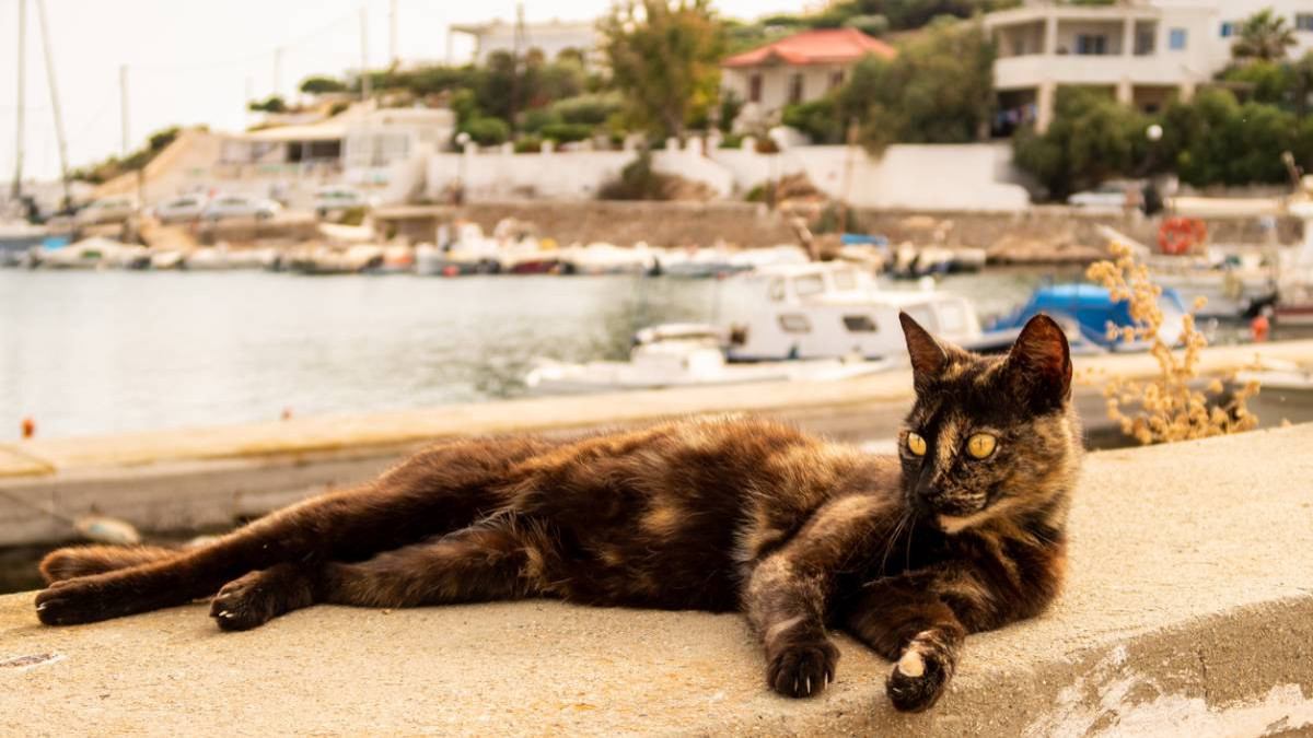 Alerte job de rêve : une association propose de vivre sur une île paradisiaque, à condition de s'occuper de... chats errants