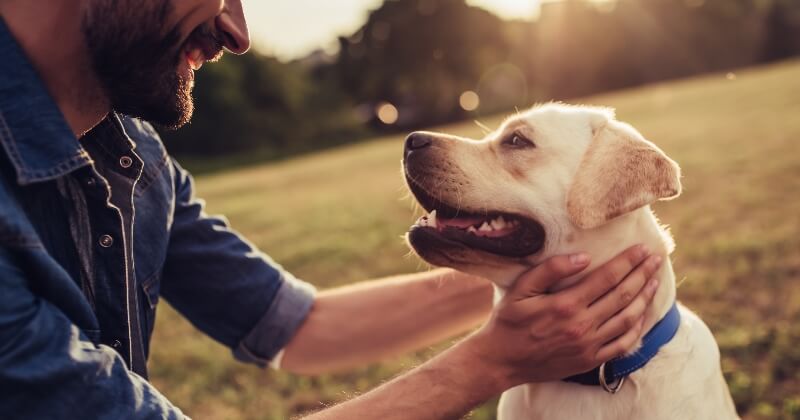 Une étude montre que le rythme cardiaque de votre chien augmente quand vous lui dites « je t'aime »