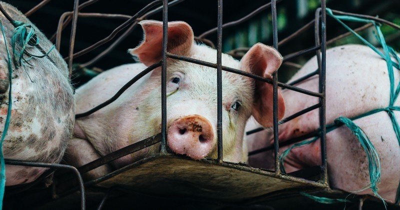 Le délit de maltraitance animale sera désormais applicable aux abattoirs