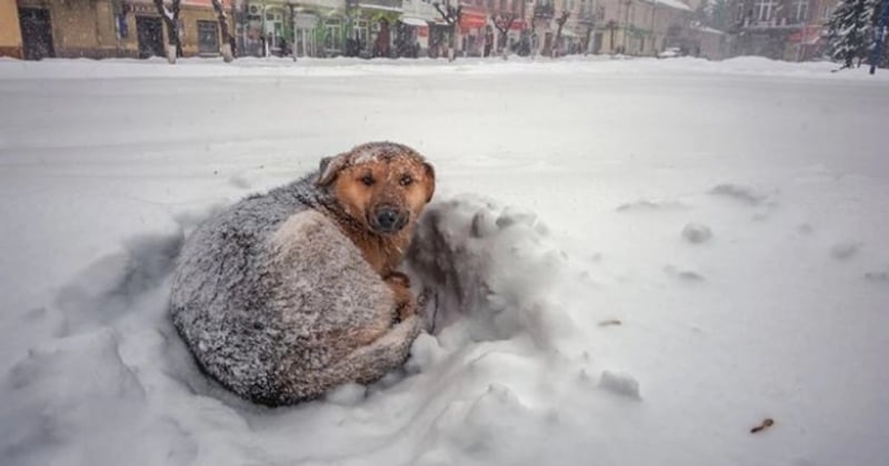Une petite fille de 10 ans a survécu 18h dans une tempête de neige grâce à la chaleur d'un chien errant