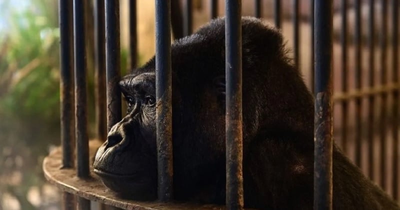 Enfermée dans un centre commercial depuis 30 ans, cette femelle gorille « souffre d'une détresse psychologique extrême »