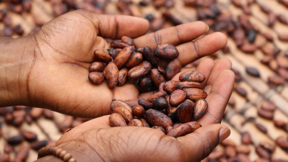 Le cacao des céréales Trésor de Kellogg's est désormais certifié Rainforest Alliance !