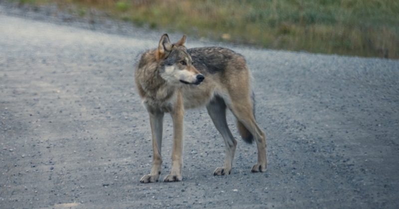 L'animal aperçu près de la frontière belge est bel et bien un loup 