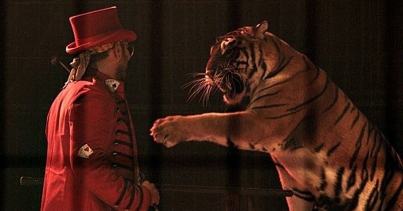 Le cirque Joseph Bouglione annonce qu'il met un terme à ses spectacles d'animaux... Un exemple à suivre pour les autres cirques ?