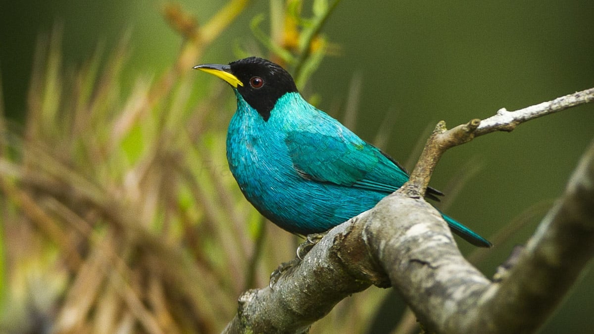 Colombie : découverte d'un oiseau extrêmement rare, mi-mâle et mi-femelle