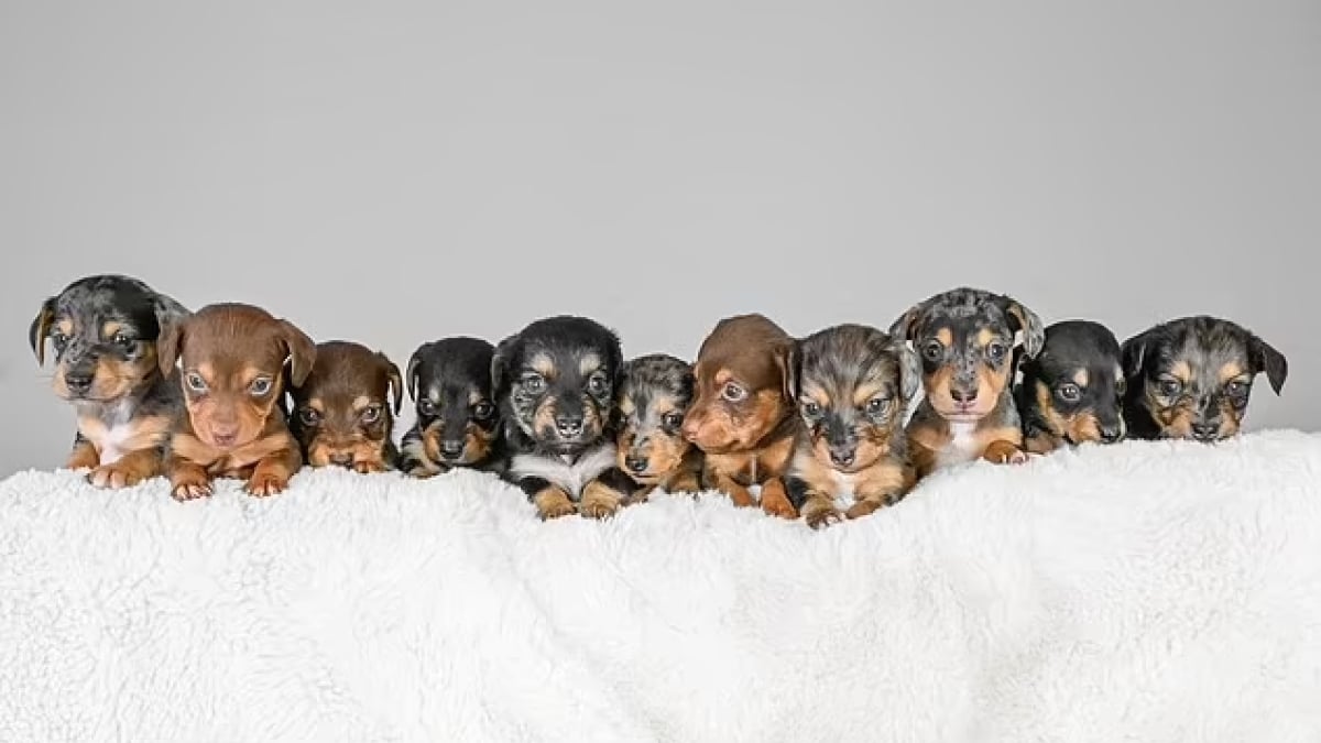 Un teckel donne naissance à 11 chiots et pourrait battre un nouveau record du monde