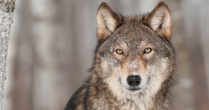 Une louve, tuée par balle par des braconniers, a été pendue devant une mairie des Hautes-Alpes