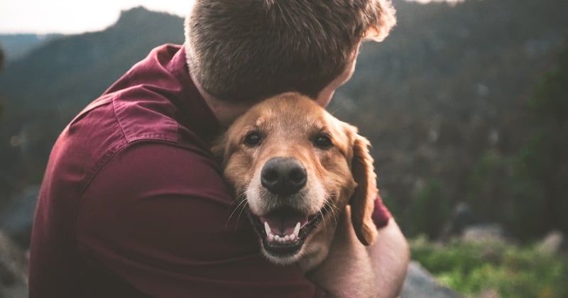 À Nice, les agents municipaux ont désormais le droit de travailler avec leur animal de compagnie