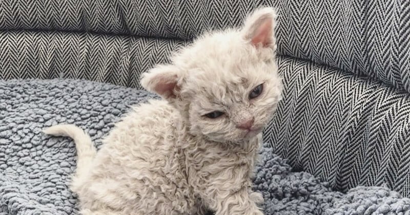 Voici le Selkirk rex, un chat doté d'un pelage naturellement frisé 