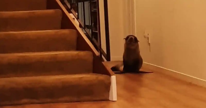 Nouvelle-Zélande : un phoque s'introduit dans une maison, terrifie le chat et s'endort sur le canapé