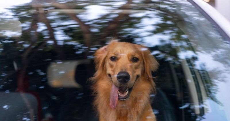 Proche de la mort, ce chien oublié dans une voiture en pleine canicule a été transporté d'urgence chez le vétérinaire
