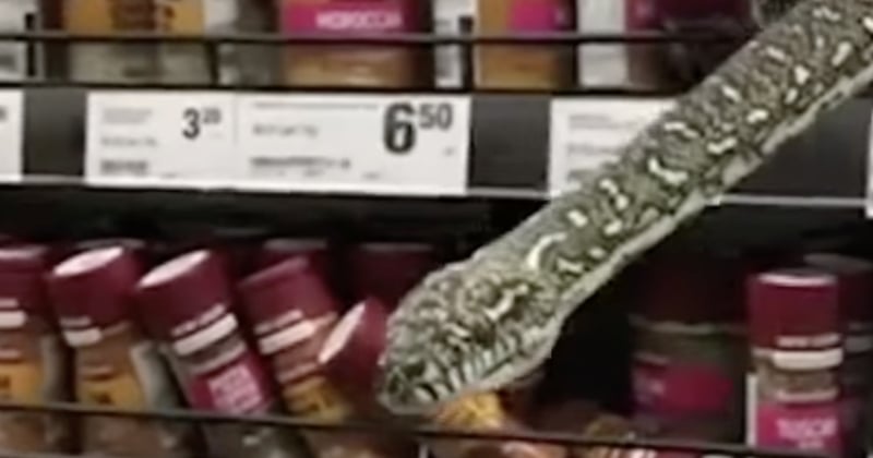 Australie : une cliente d'un supermarché se retrouve nez à nez avec un serpent de trois mètres 