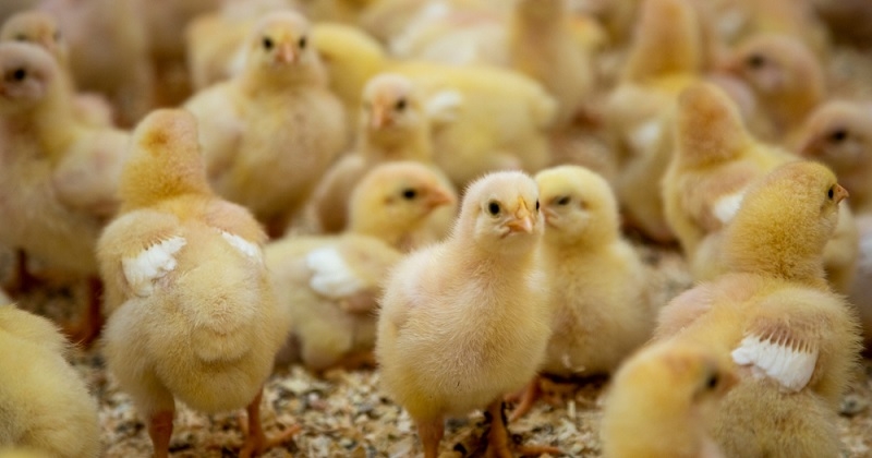 La fin du gazage et du broyage de poussins mâles annoncée pour 2022