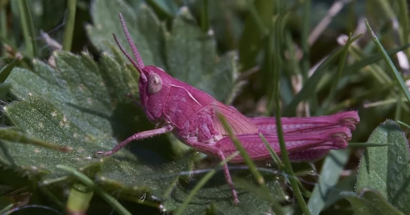 Cette rare sauterelle rose a été repérée dans un jardin par un photographe amateur