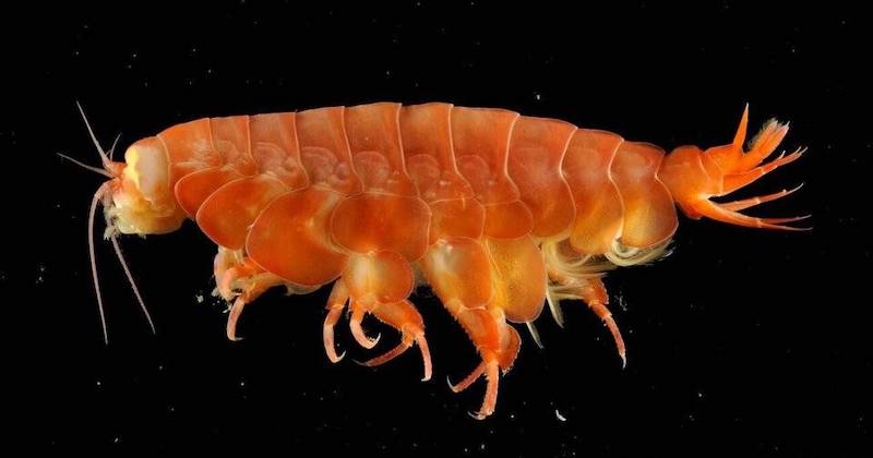 Ce crustacé géant, deux fois plus gros que la crevette, fascine les scientifiques 