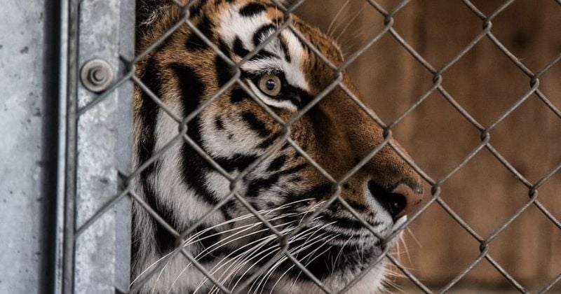 Argentine : la libération de 4 tigres du Bengale bouleverse le pays