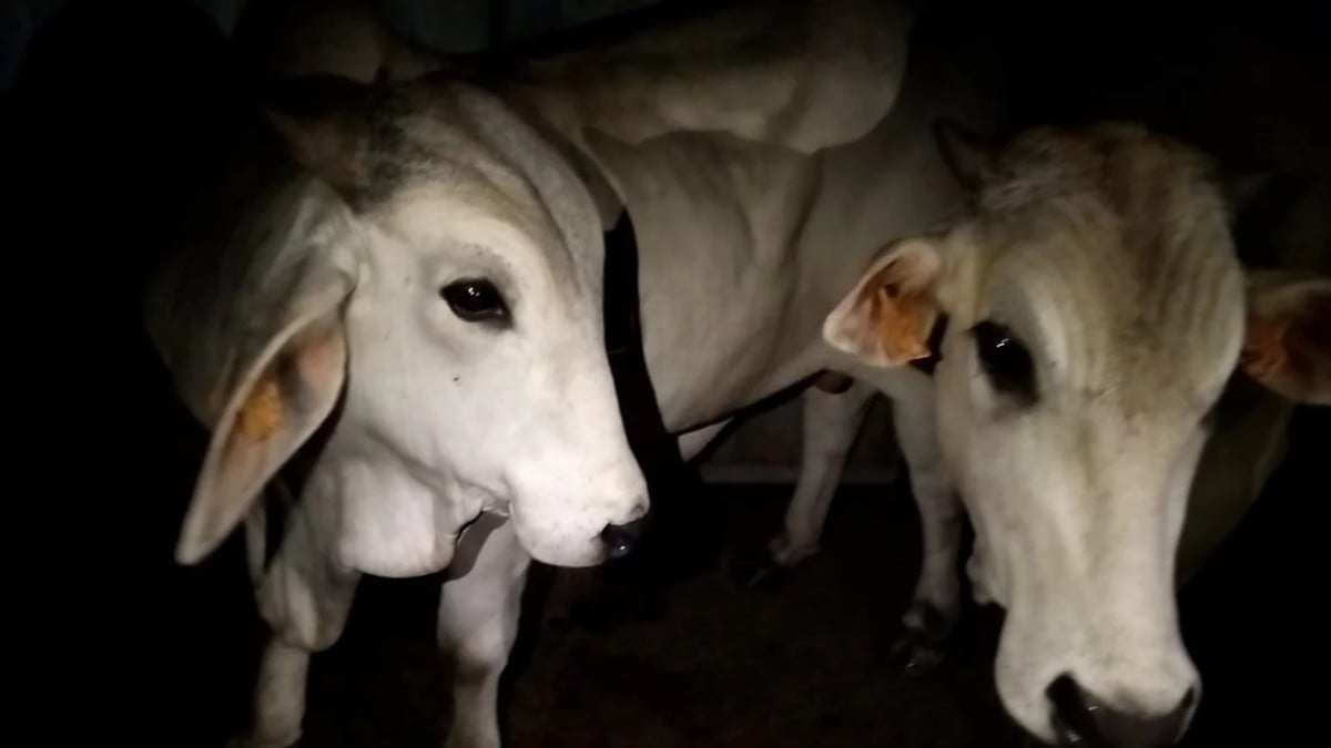 Les vaches pr&eacute;sentes dans l'abattoir