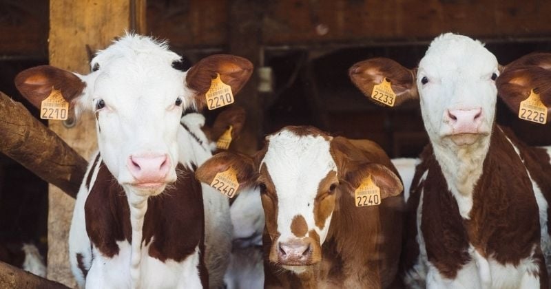 Les 10 principaux animaux de la ferme