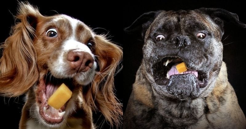 12 photos hilarantes de chiens essayant d'attraper du fromage au vol