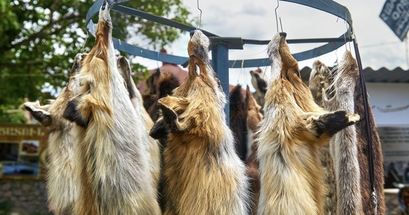 Bonne nouvelle pour les défenseurs de la cause animale, la Norvège veut interdire totalement les élevages de fourrure