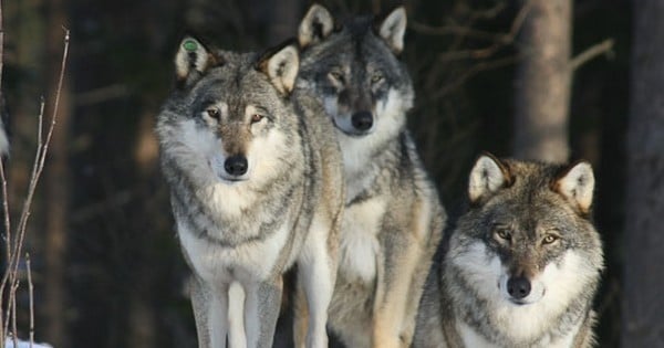 Scandale : la Norvège va délivrer un « permis de tuer » pour éradiquer les deux-tiers de sa population de loups