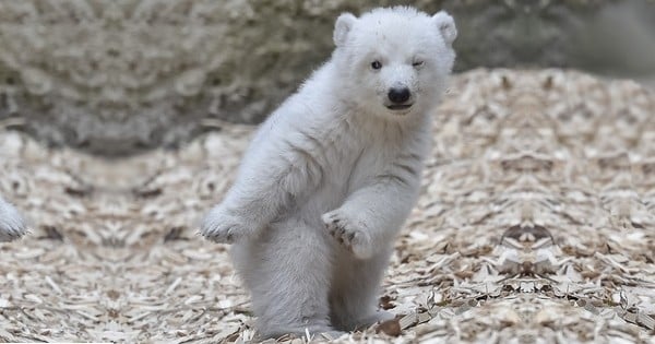 Ce bébé ours blanc qui fait un clin d'oeil est en train de devenir la coqueluche des internautes... Et on comprend pourquoi, tellement il est mignon