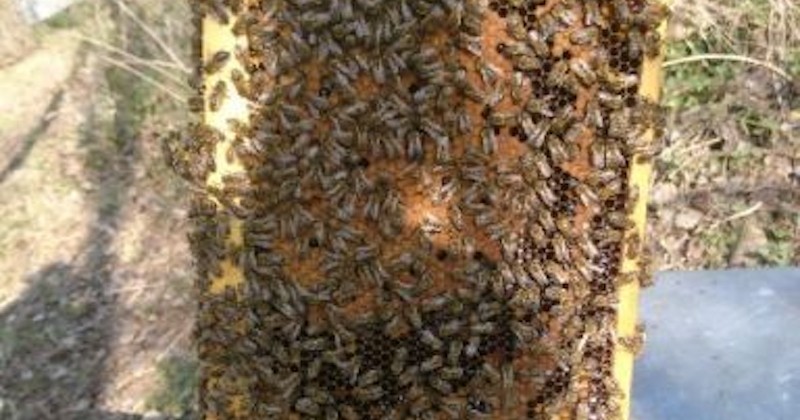 « En 20 ans, je n'avais jamais vu ça », un apiculteur stupéfait par la production de miel par ses abeilles