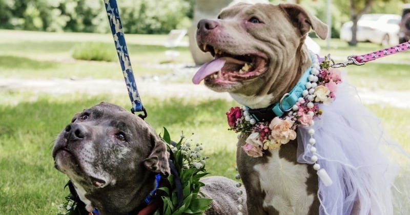 Dans ce refuge, le personnel organise le mariage symbolique de deux chiens âgés afin qu'ils puissent être adoptés ensemble	