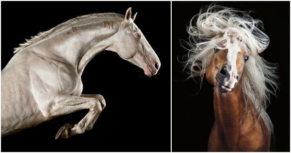 18 photos qui prouvent que les chevaux sont les animaux les plus élégants du monde
