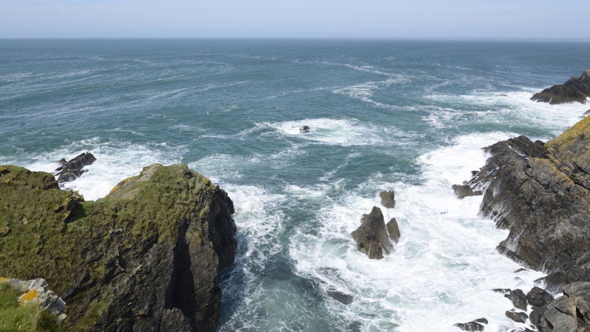 Une laie nage 10 km pour se réfugier sur l'île de Grois et mettre bas... elle est abattue par des chasseurs