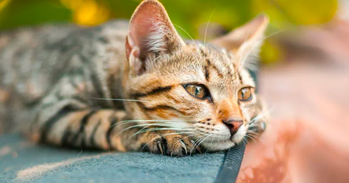 Oui, votre chat est triste quand vous partez en vacances et c'est la science qui le dit