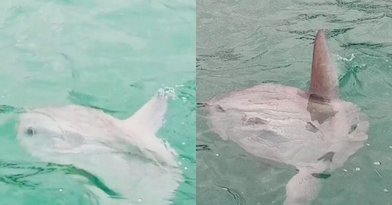 Au large du Mont-Saint-Michel, ils croisent un poisson-lune, une rencontre rarissime