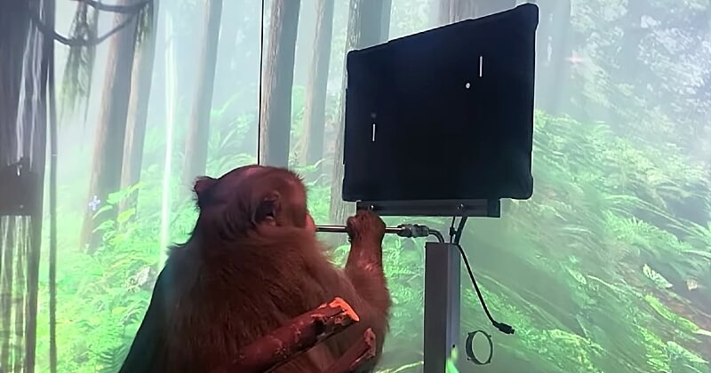 Ce singe joue à un jeu vidéo par la pensée grâce à la technologie Neuralink développée par Elon Musk