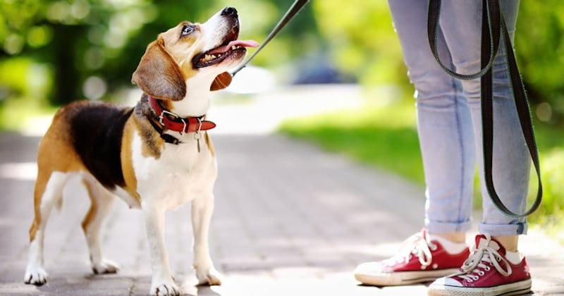 Allemagne : une fillette de onze ans vend son chien en pleine promenade pour gagner de l'argent 