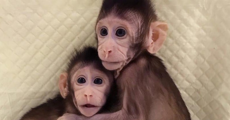 En Chine, des scientifiques ont cloné des singes pour la première fois
