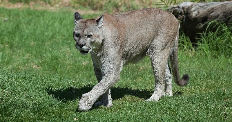 Partie faire du camping avec sa famille, une fillette de 9 ans victime de la terrible attaque d'un puma