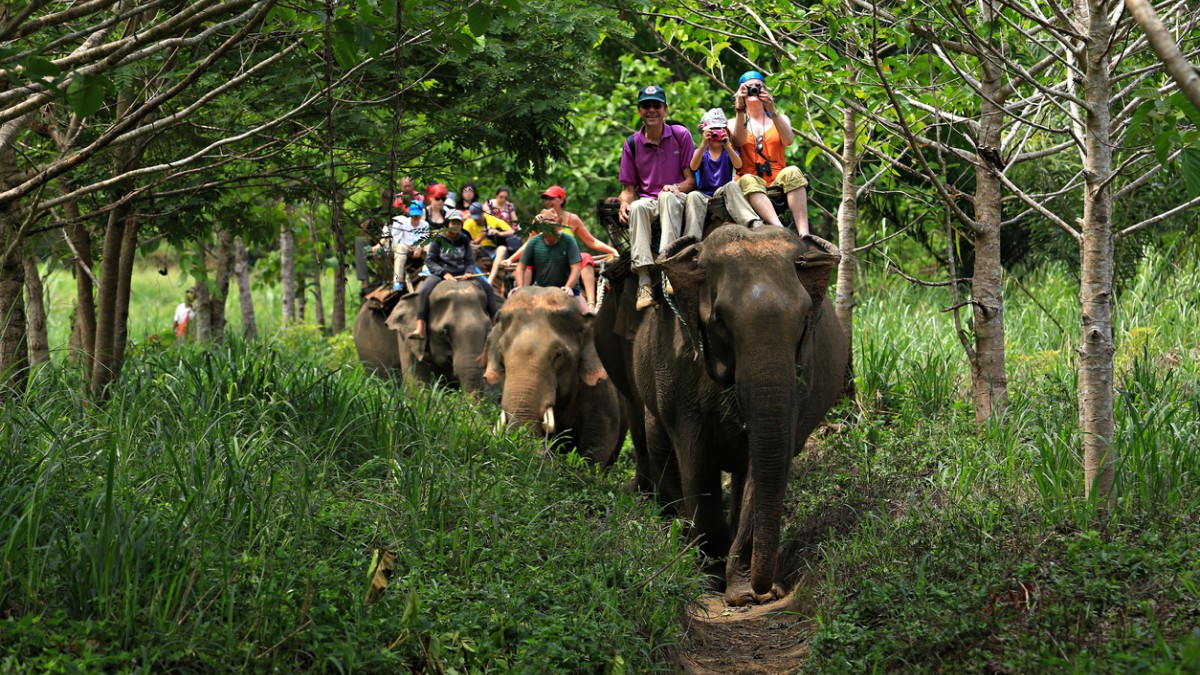 Des touristes à dos d'éléphants