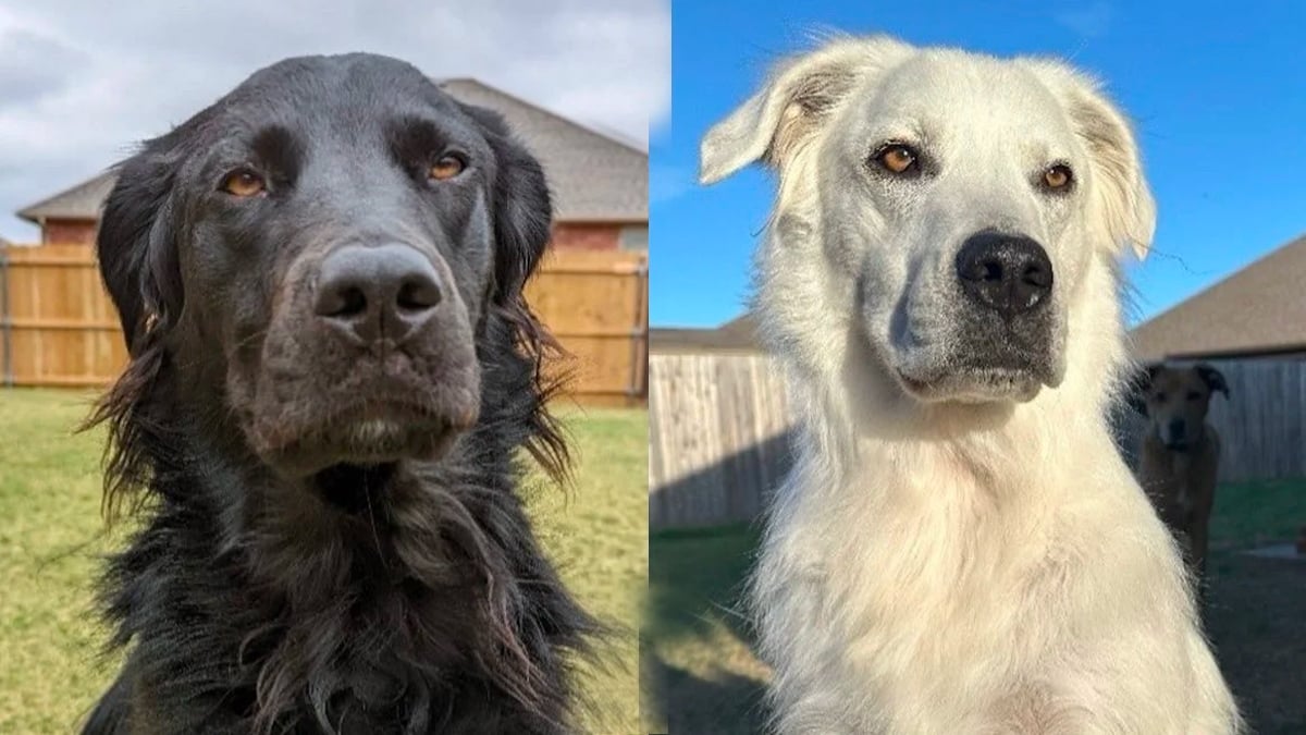 Ce chien au pelage noir est devenu tout blanc, presque du jour au lendemain, en raison d'une maladie insoupçonnable 