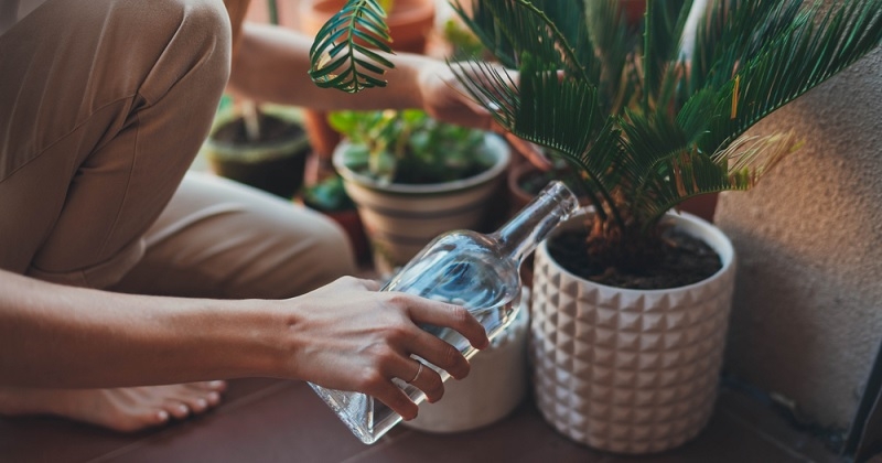 Cette astuce miracle fait repartir vos plantes abîmées et mal en point 