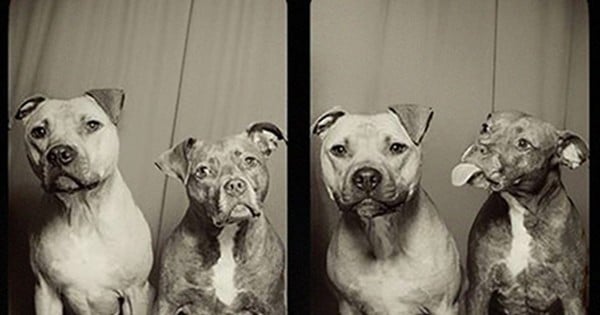 Elle met deux chiens dans un photomaton : leur réaction face à l'objectif va vous faire craquer !