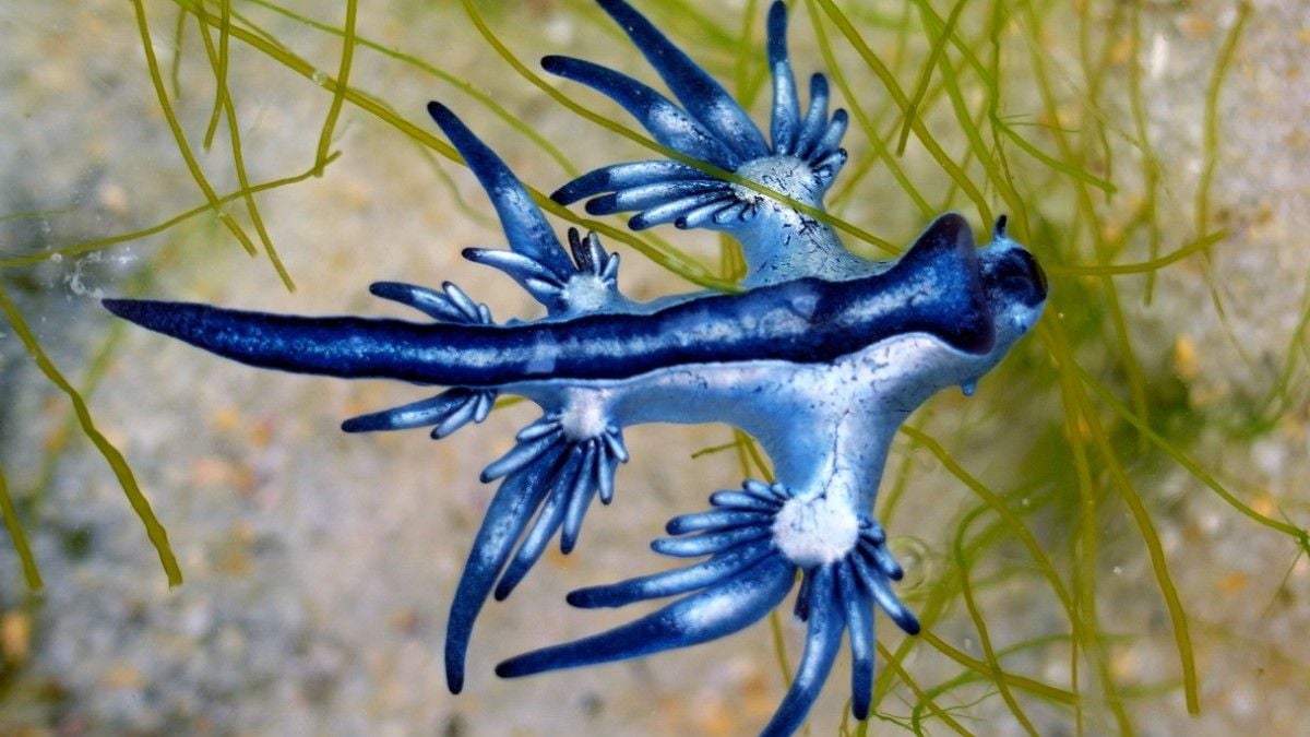 Le mortel dragon bleu envahit les plages et fait fuir les baigneurs