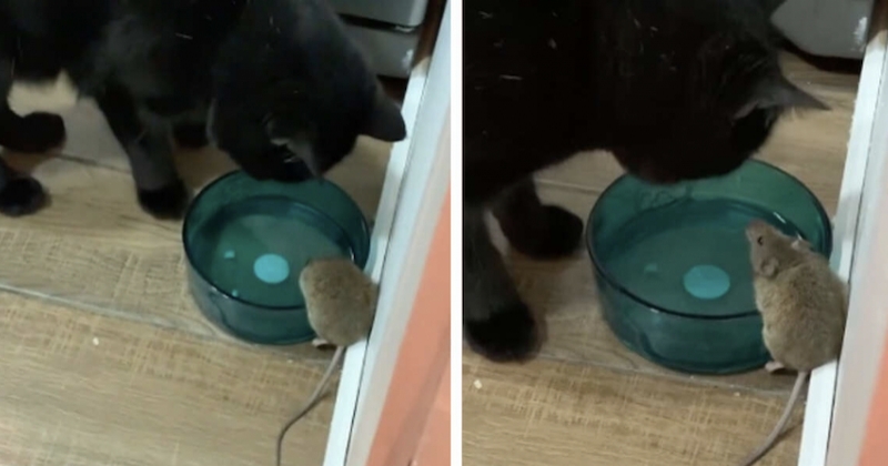 Un chat se lie d'amitié avec la souris qu'il était censé attraper, au grand dam de son maître