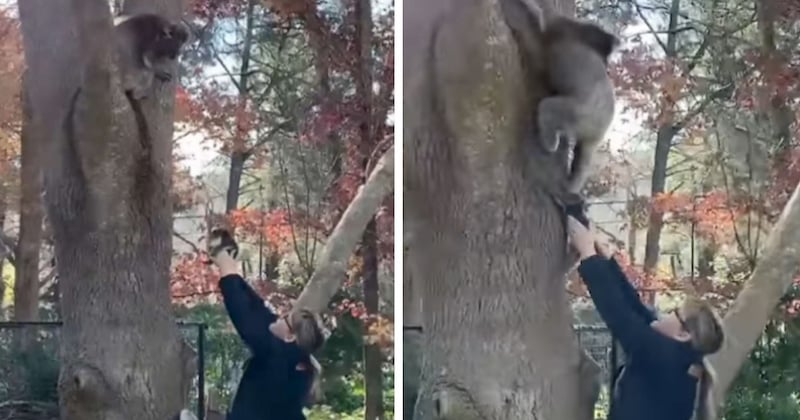 Un bébé koala tombe d'un arbre et retrouve sa mère grâce à une bénévole 