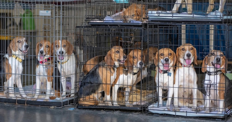 Aux États-Unis, une association sauve 4000 beagles maltraités d'un centre d'élevage 