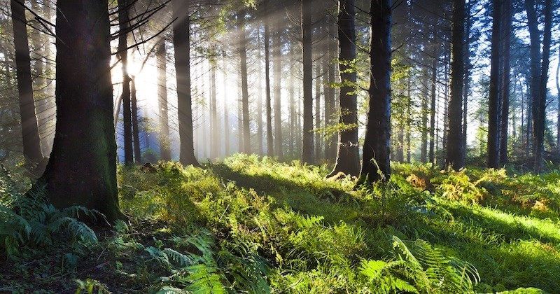 L'Irlande va planter 440 millions d'arbres dans les deux prochaines décennies pour lutter contre le réchauffement climatique